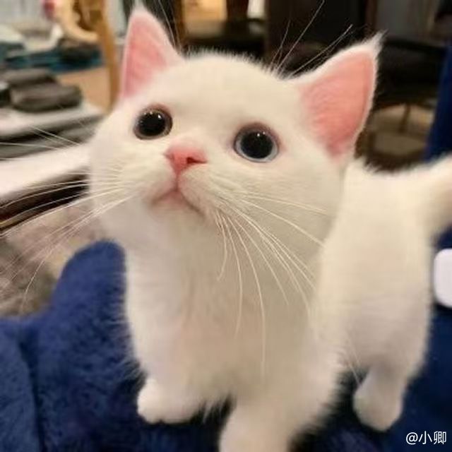 小卿